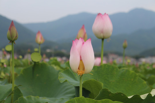 荷花写真