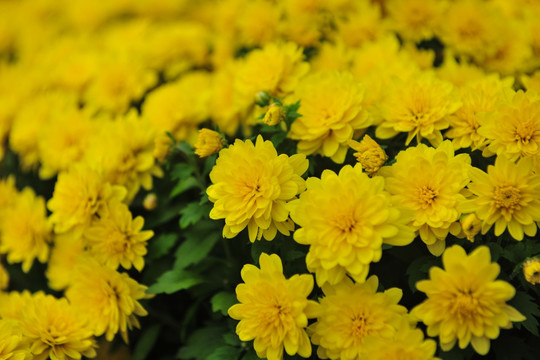 黄色花  花卉背景