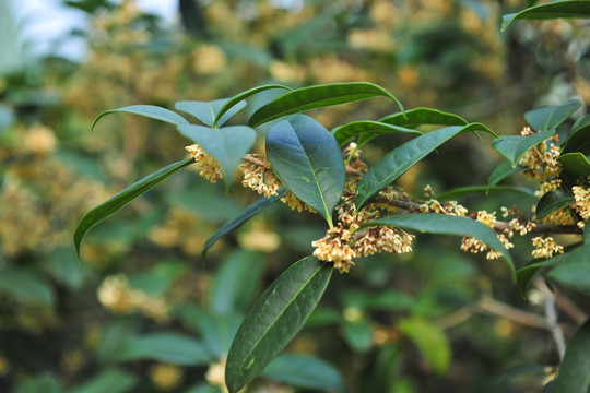 银桂  桂花