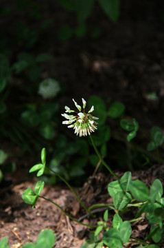 路边小白花