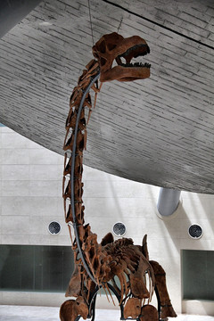 长颈龙恐龙化石标本