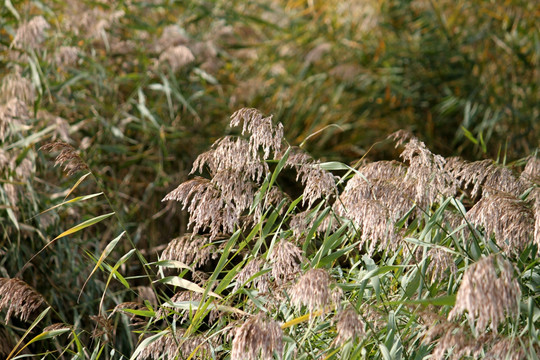 芦苇 湿地 秋天 植物 芦花