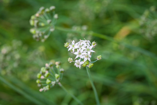 蒜苗花