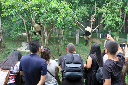参观熊猫的游客
