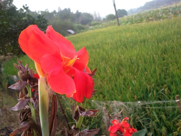 芭蕉花