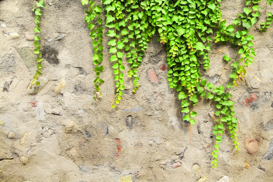 石墙上的爬山虎 绿叶