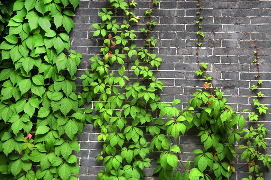 青砖墙上的爬山虎 绿叶