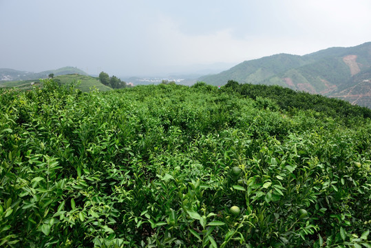 橘子种植