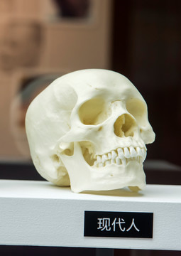 古人类颅骨化石 现代人头骨