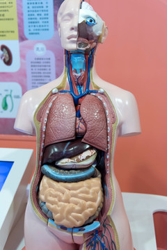 人体内脏结构模型