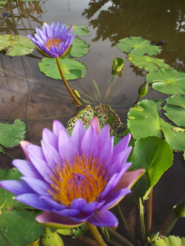 荷花莲花