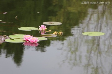 睡莲花开