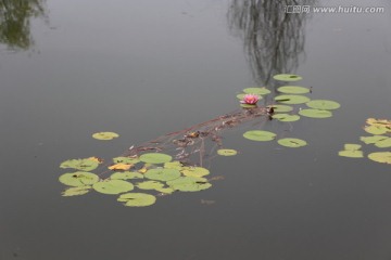 睡莲花开