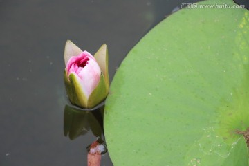 睡莲花开