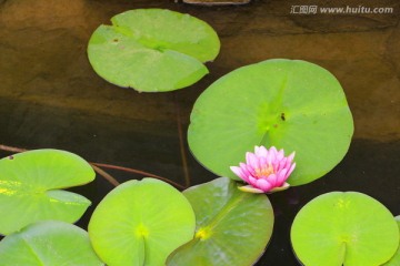 睡莲花开