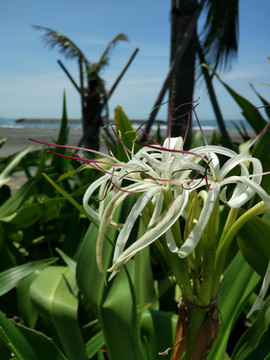 海边小花