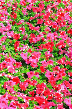 花卉油畫