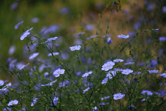 小花