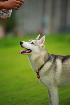 哈士奇犬