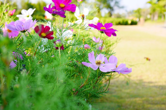 野菊花 格桑花