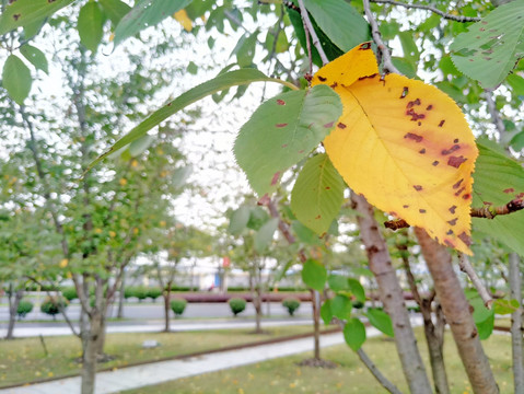 秋叶 秋天的树叶 樱花树叶