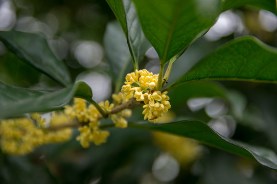 桂花