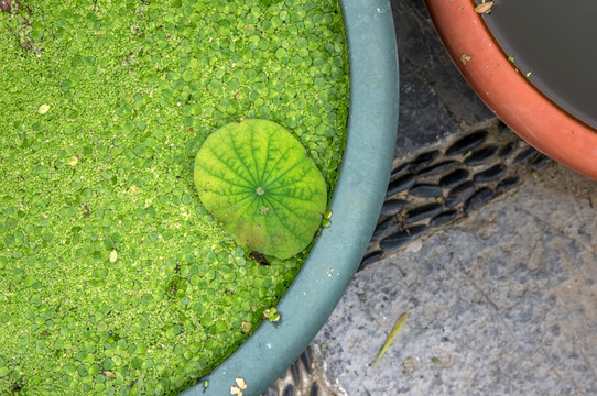 浮萍荷叶