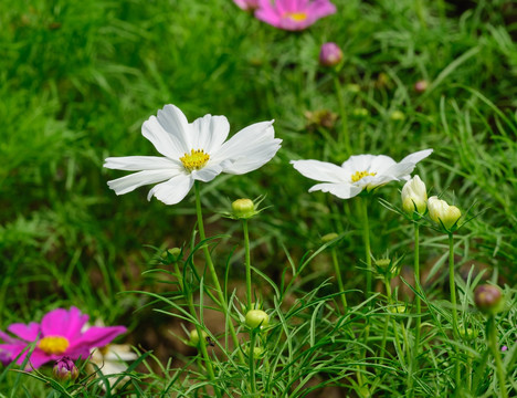 白花