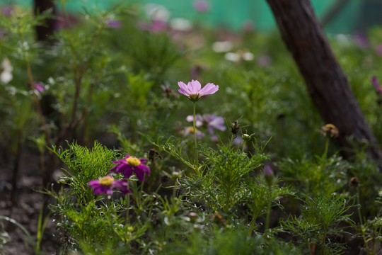 小红花