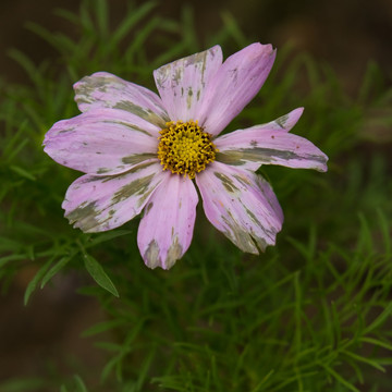 波斯菊