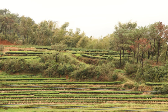 长龙茶园