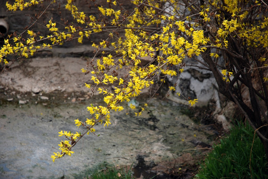 迎春花