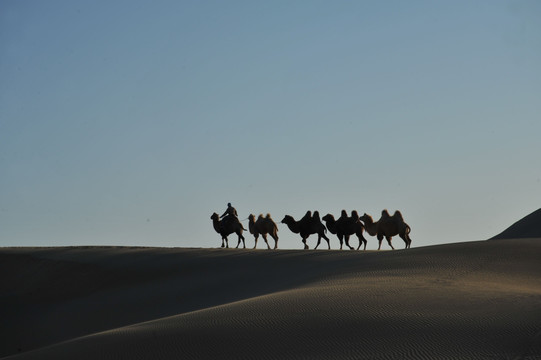 沙漠骆驼 驼队 八道桥沙漠