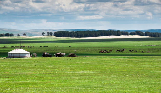 草原蒙古包 放牧