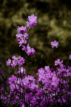 杜鹃花