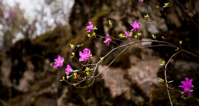 山崖杜鹃花