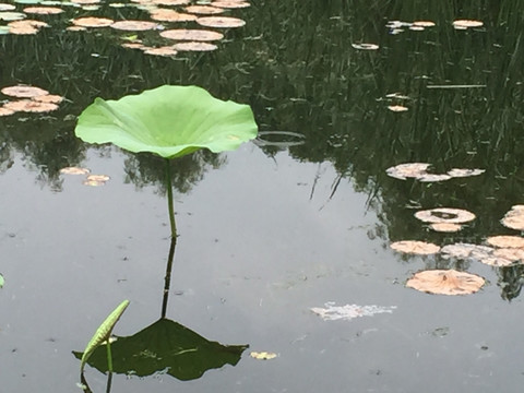 荷花池