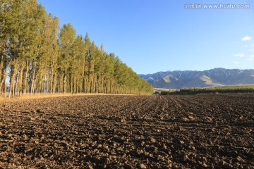 田野