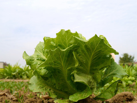 一兜大白菜