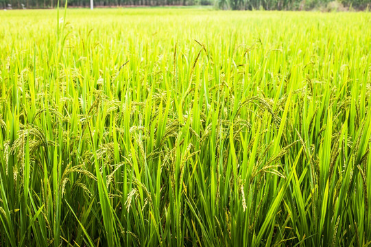 稻穗 水稻 稻谷 灌浆