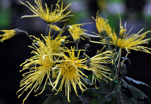 黄菊花