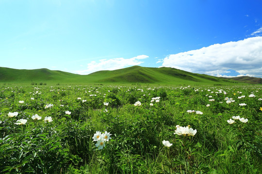 草原植被