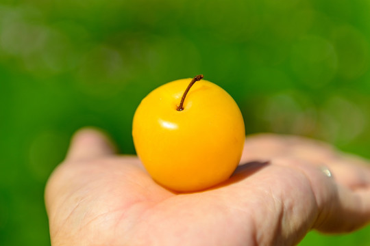 一颗杏子