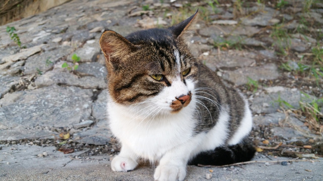 可爱的小花猫