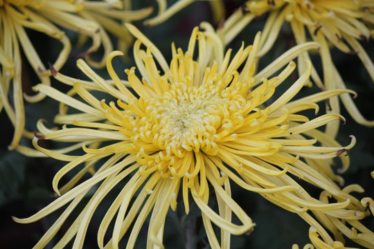 花 菊花 黄花 秋菊 花草