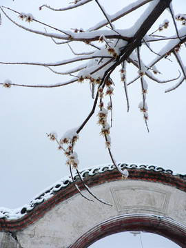 雪中腊梅拱门景观