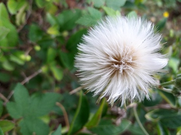 苦菜种子