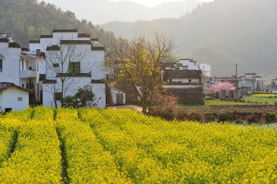 婺源江岭风光