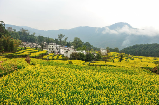 婺源江岭风光