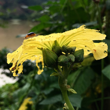 花上的小甲虫